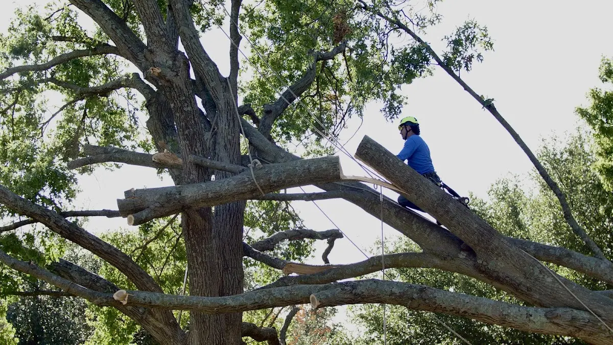 Professional Crown Thinning performed by certified arborists in Sawyerville